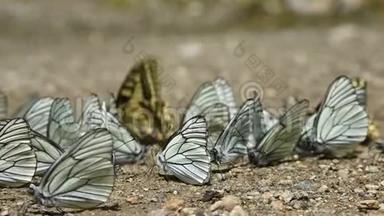 特写慢动作一群蝴蝶带着青色的翅膀，在山地中<strong>吸收营养</strong>并在地上爬行